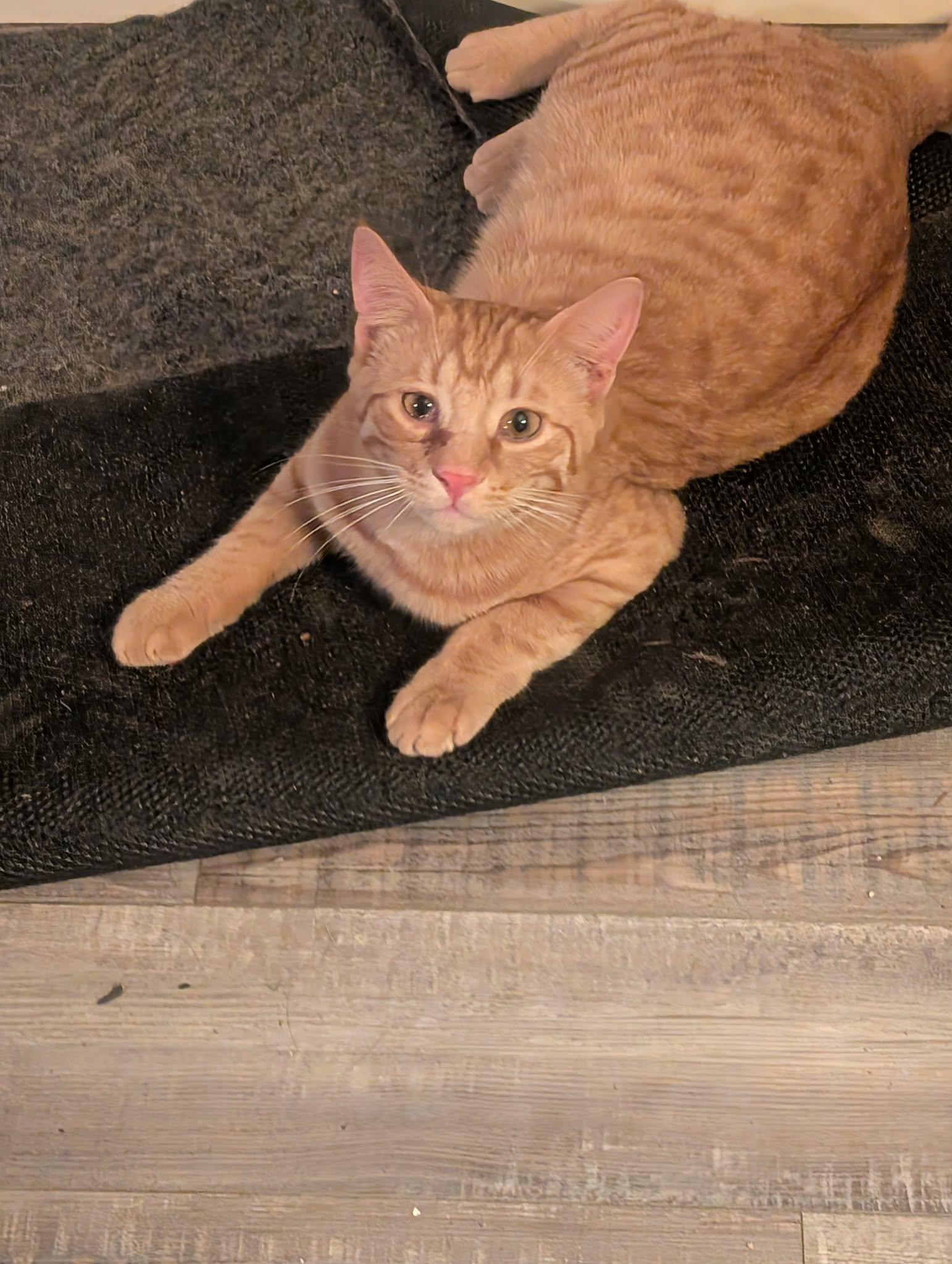 Enlarge Kenny, an adopted Tabby in fennville, MI image 1/1