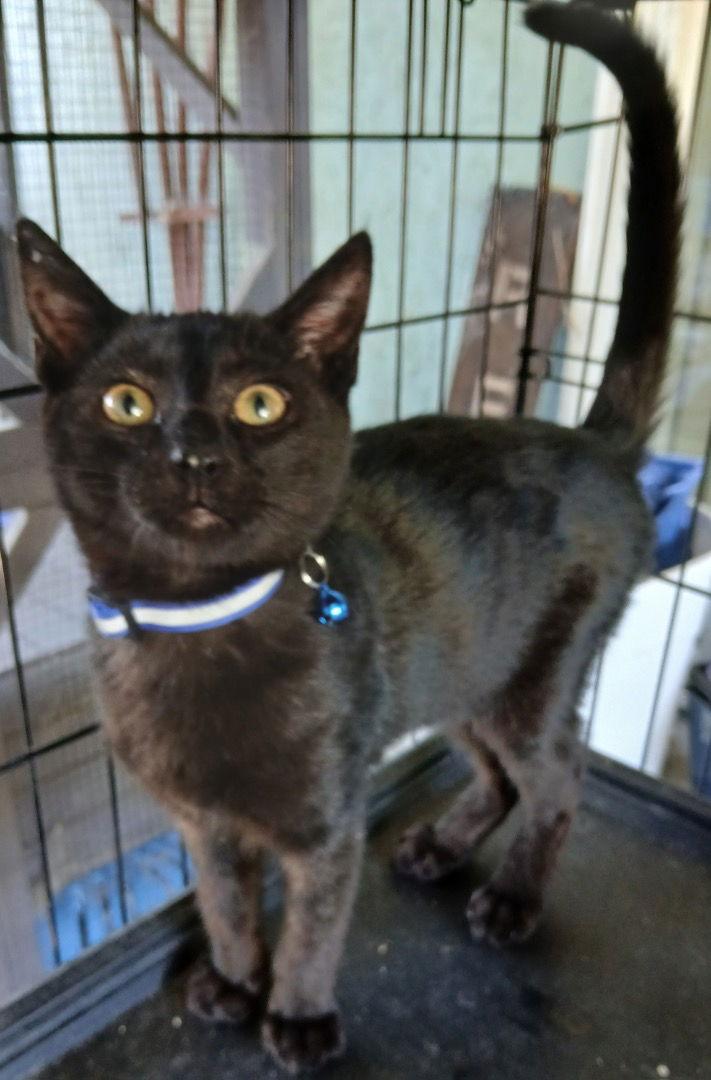 Salem, Adoptable, Young Male Domestic Short Hair.