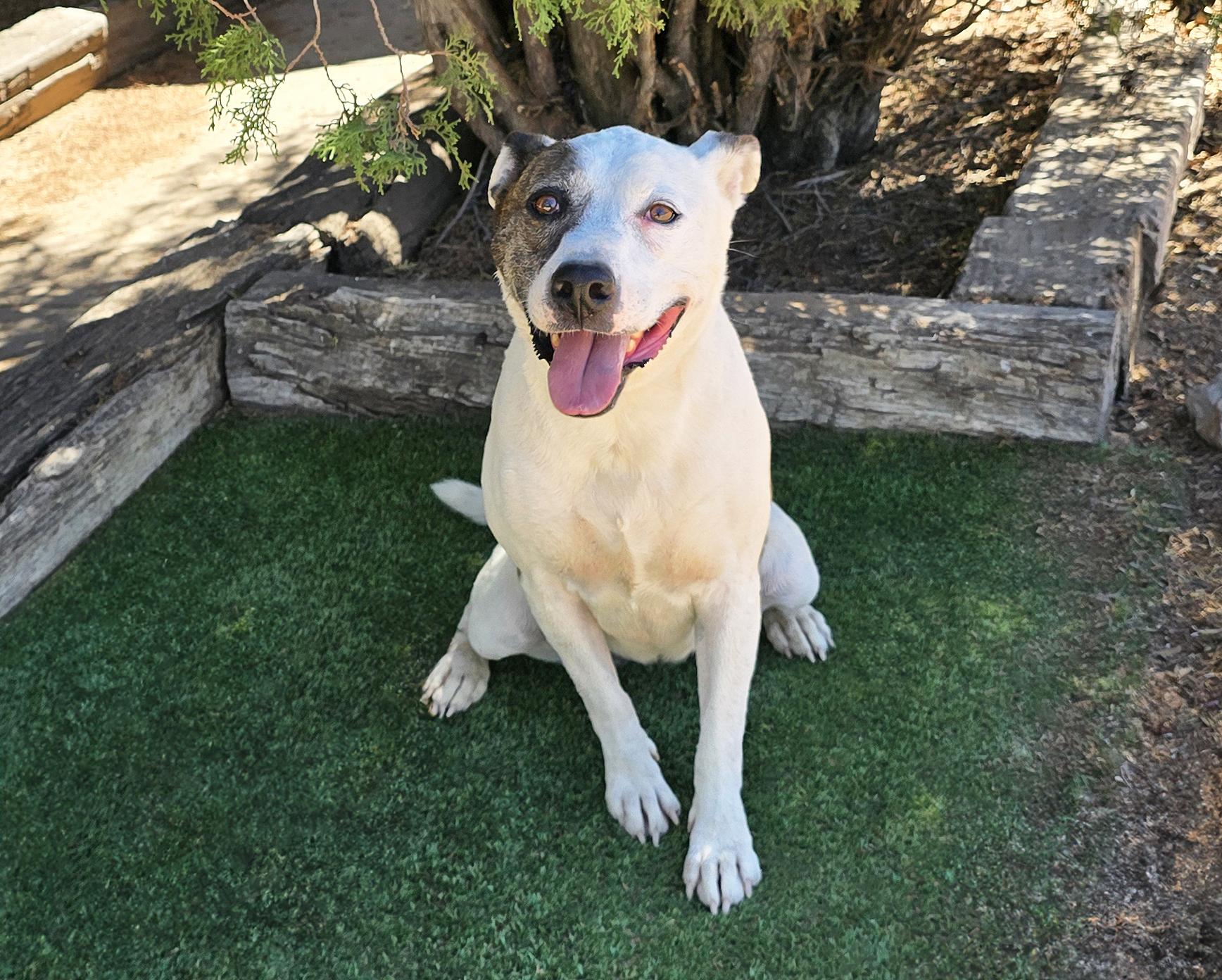 Enlarge Terrific Ms Torie - Gentle Companion, a Adoptable American Staffordshire Terrier in Albuquerque, NM image 2/2