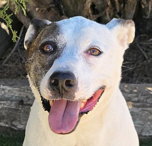 Enlarge Terrific Ms Torie - Gentle Companion, a Adoptable American Staffordshire Terrier in Albuquerque, NM image 1/2