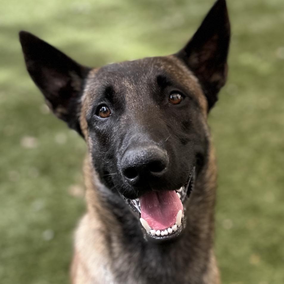Atari, a ADOPTABLE Belgian Shepherd / Malinois in Dublin, CA image 2/6