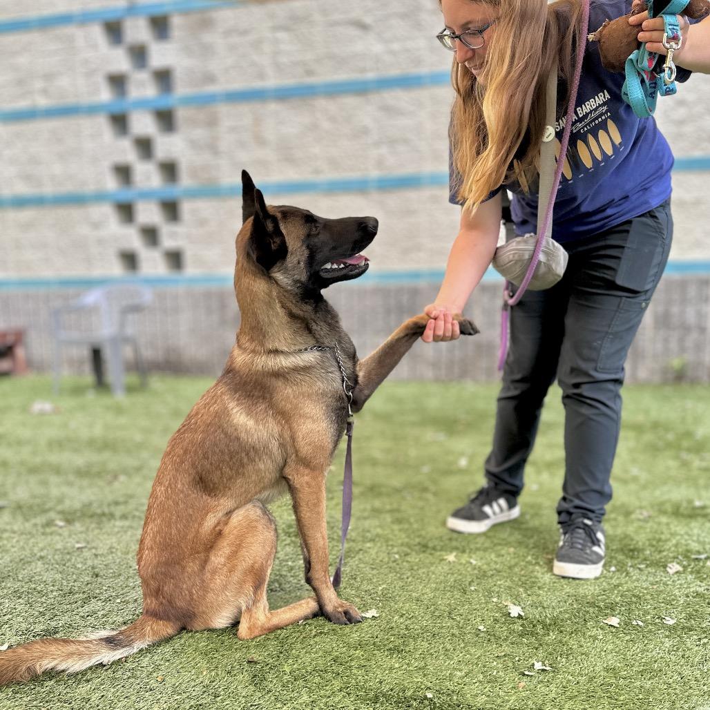 Atari, a ADOPTABLE Belgian Shepherd / Malinois in Dublin, CA image 5/6