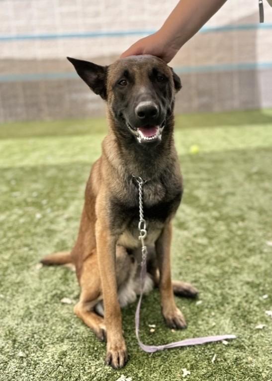Atari, a ADOPTABLE Belgian Shepherd / Malinois in Dublin, CA image 3/6