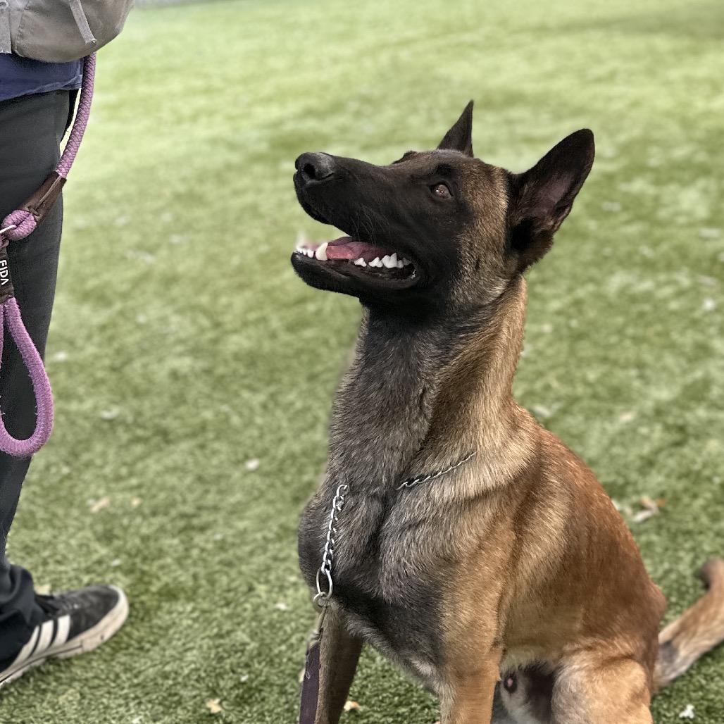 Atari, a ADOPTABLE Belgian Shepherd / Malinois in Dublin, CA image 4/6