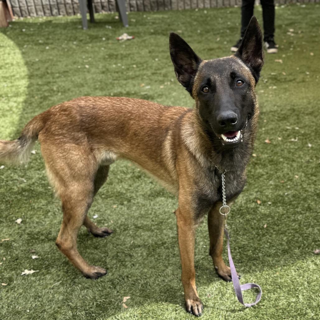 Atari, a ADOPTABLE Belgian Shepherd / Malinois in Dublin, CA image 6/6