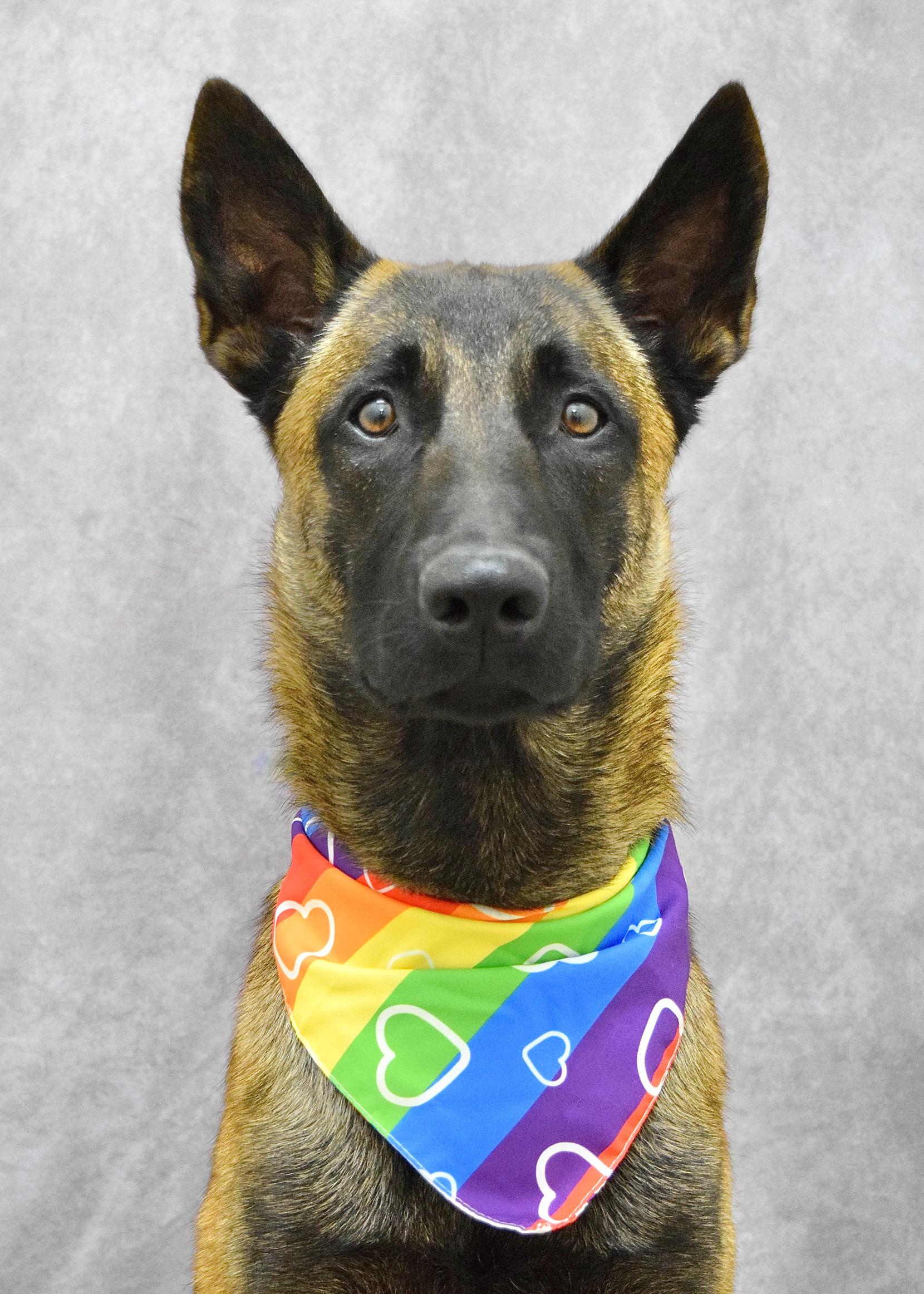 Atari, a ADOPTABLE Belgian Shepherd / Malinois in Dublin, CA image 1/6