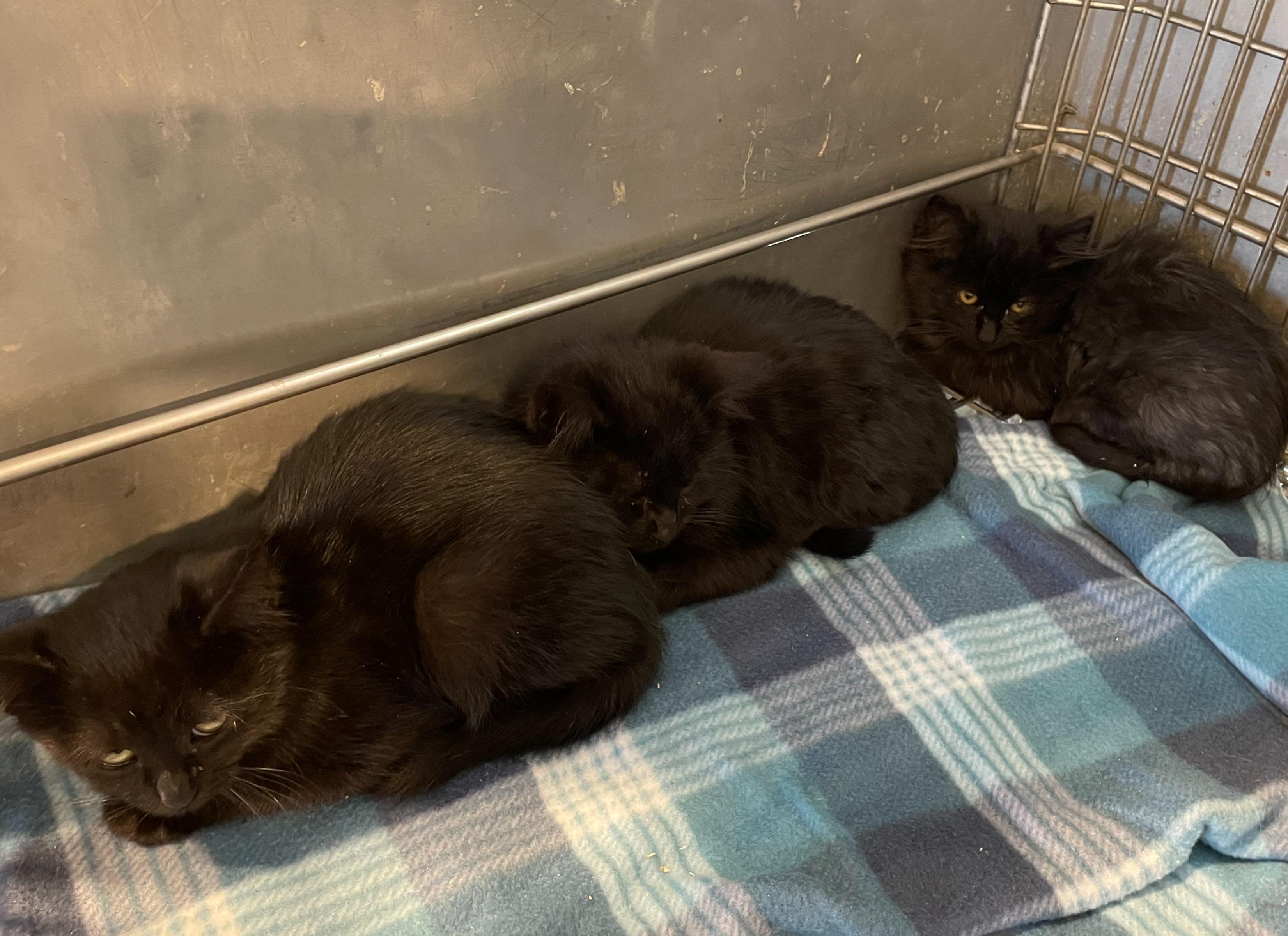 B.C. #5, #6, #7, adopted, Young Male Domestic Short Hair.