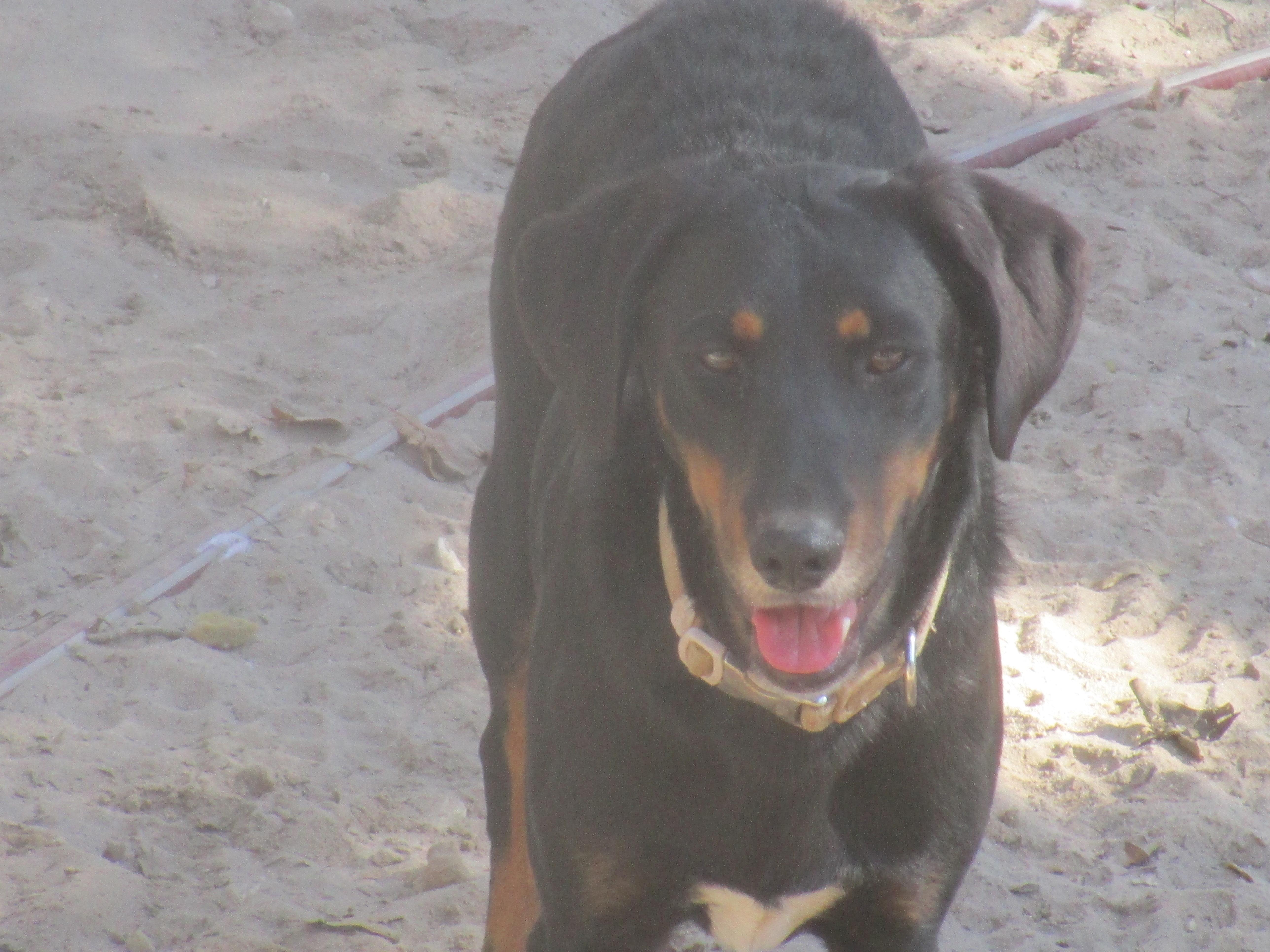 Enlarge teddy, a Adoptable mixed breed in Floresville, TX image 1/1