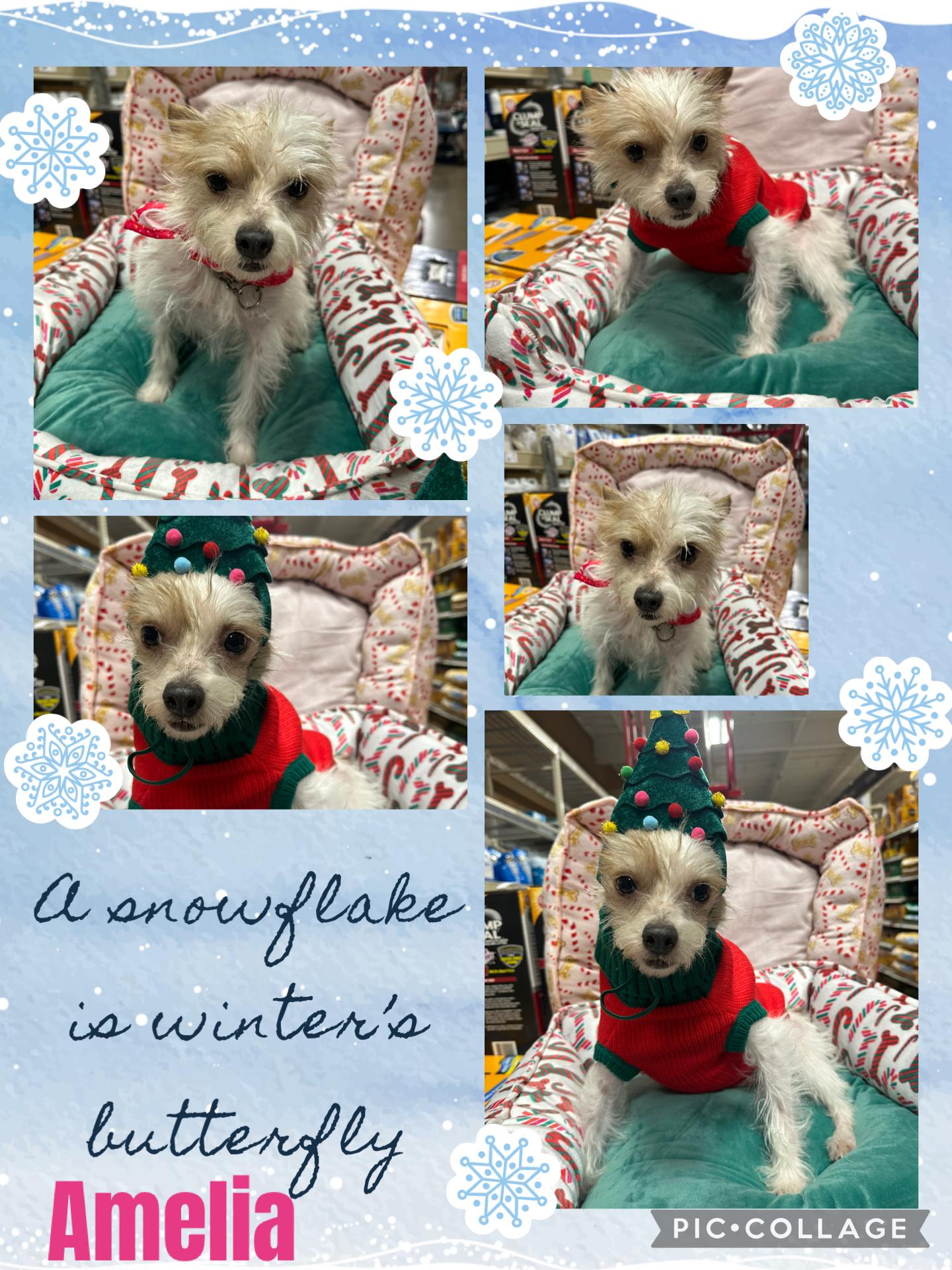 Amelia , a ADOPTABLE mixed breed in Eugene, OR image 1/4