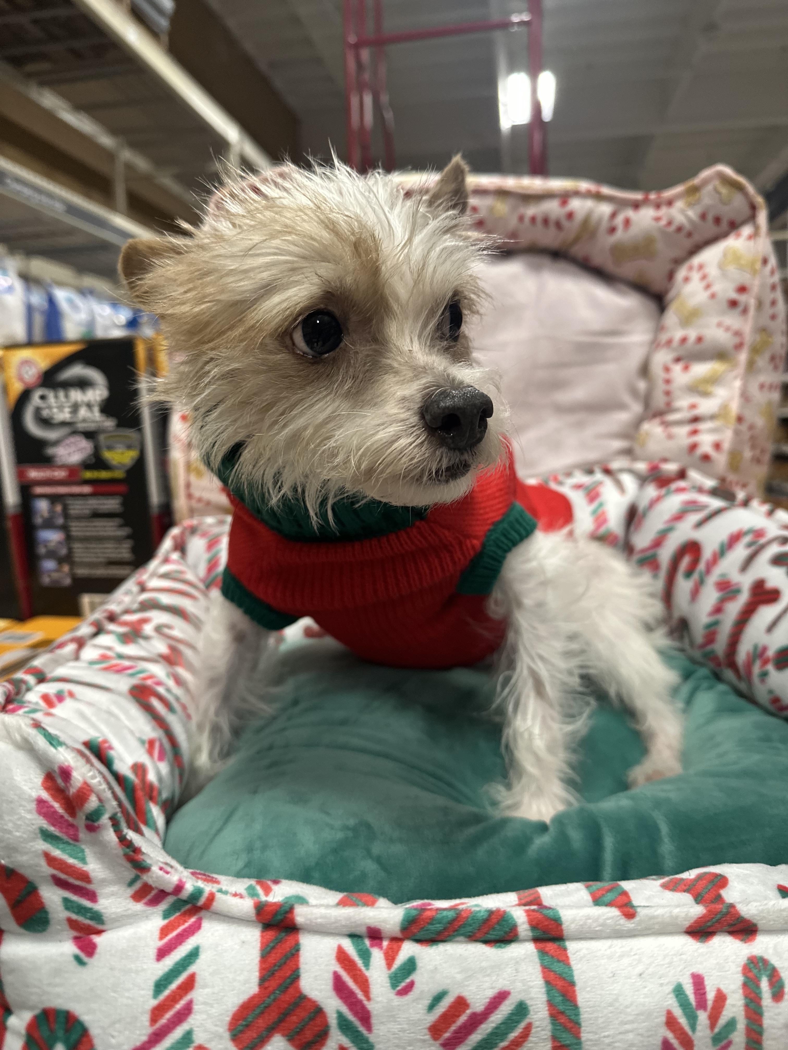 Amelia , a ADOPTABLE mixed breed in Eugene, OR image 2/4