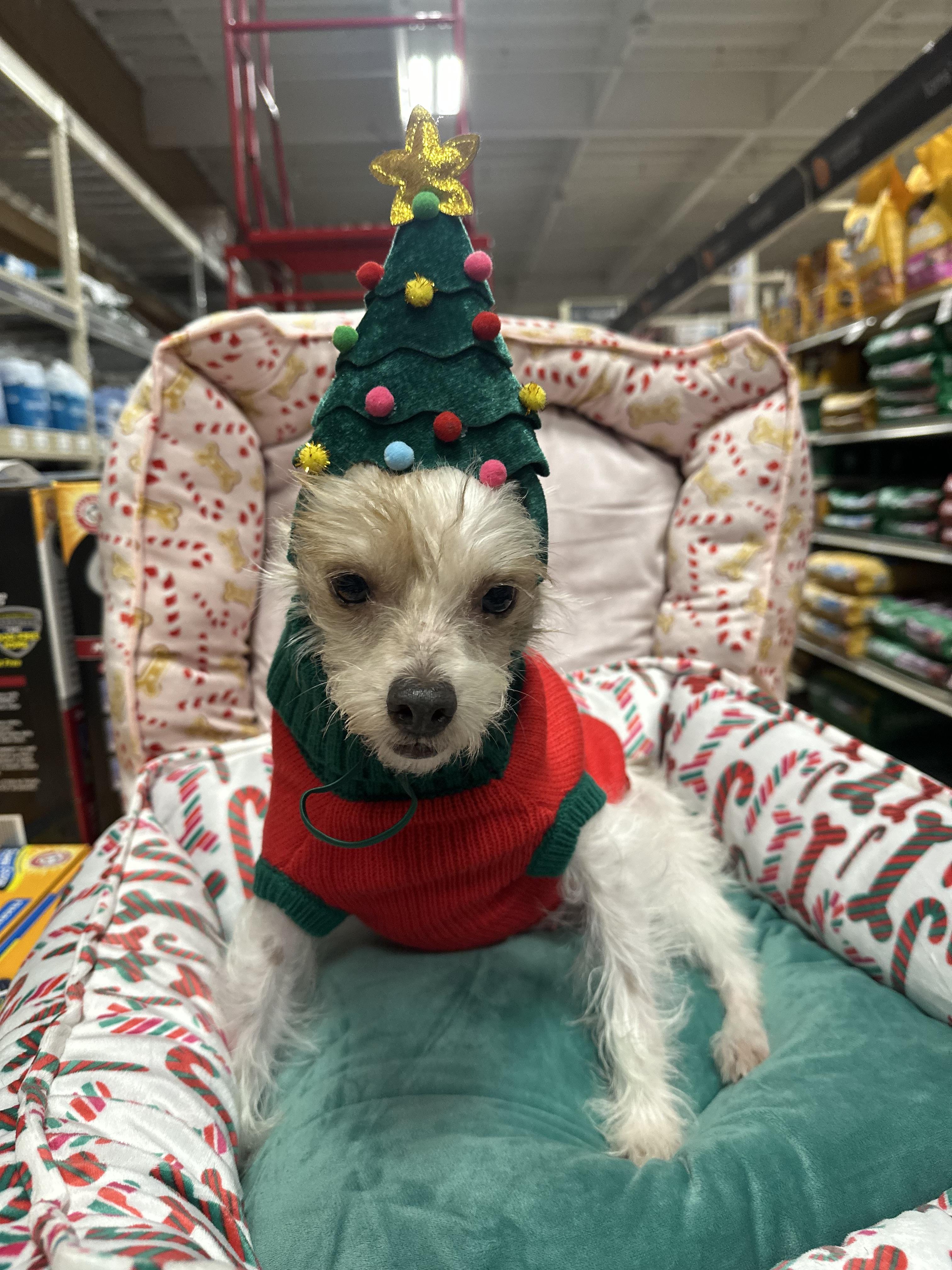 Amelia , a ADOPTABLE mixed breed in Eugene, OR image 3/4