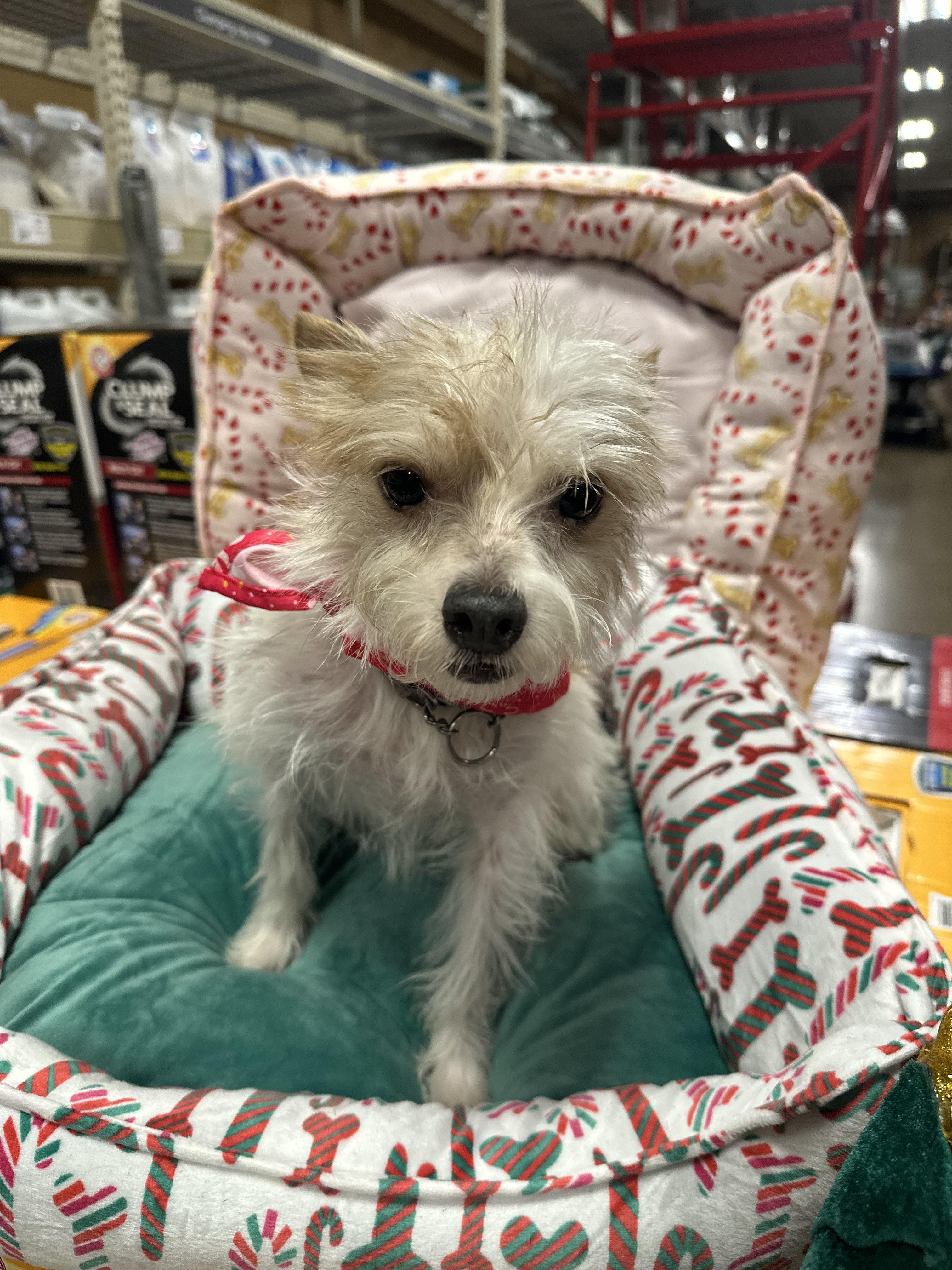 Amelia , a ADOPTABLE mixed breed in Eugene, OR image 4/4