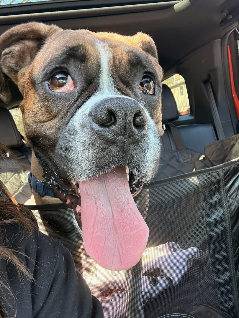 Bo, Adoptable, Adult Male Boxer.