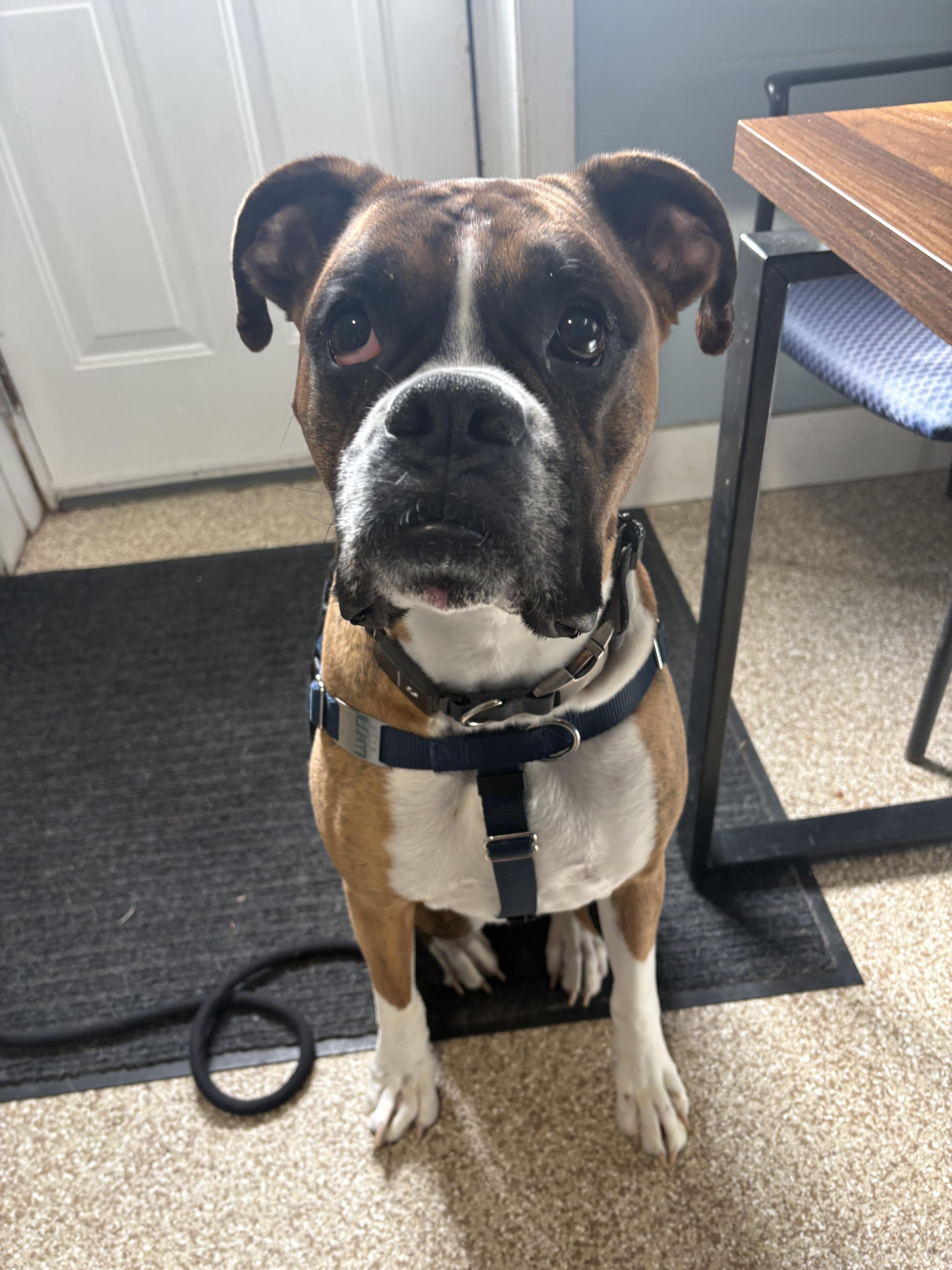 Enlarge Bo, a Adoptable Boxer in Dillsburg, PA image 2/6