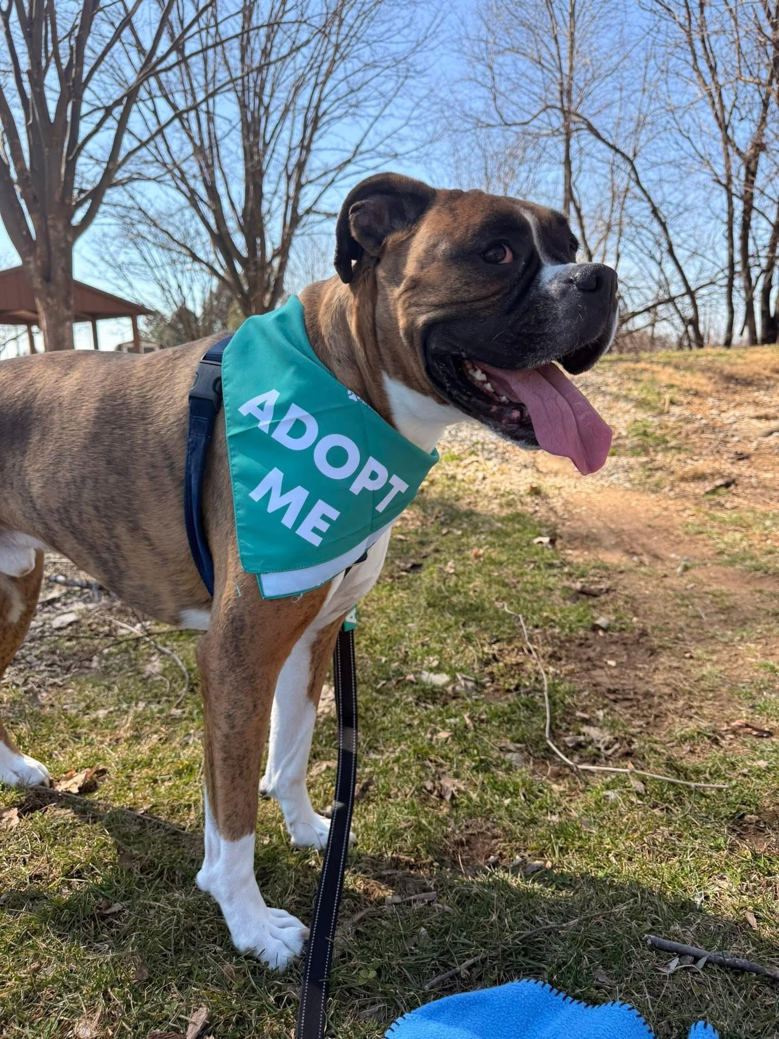 Enlarge Bo, a Adoptable Boxer in Dillsburg, PA image 3/6