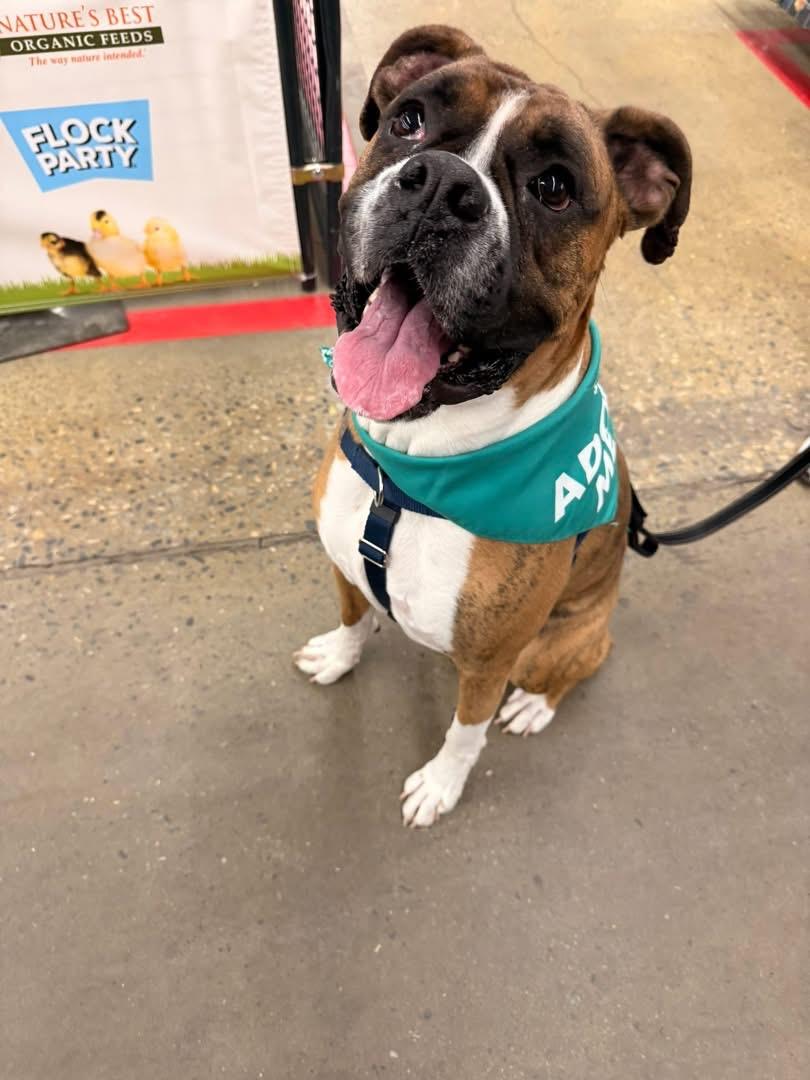 Enlarge Bo, a Adoptable Boxer in Dillsburg, PA image 4/6