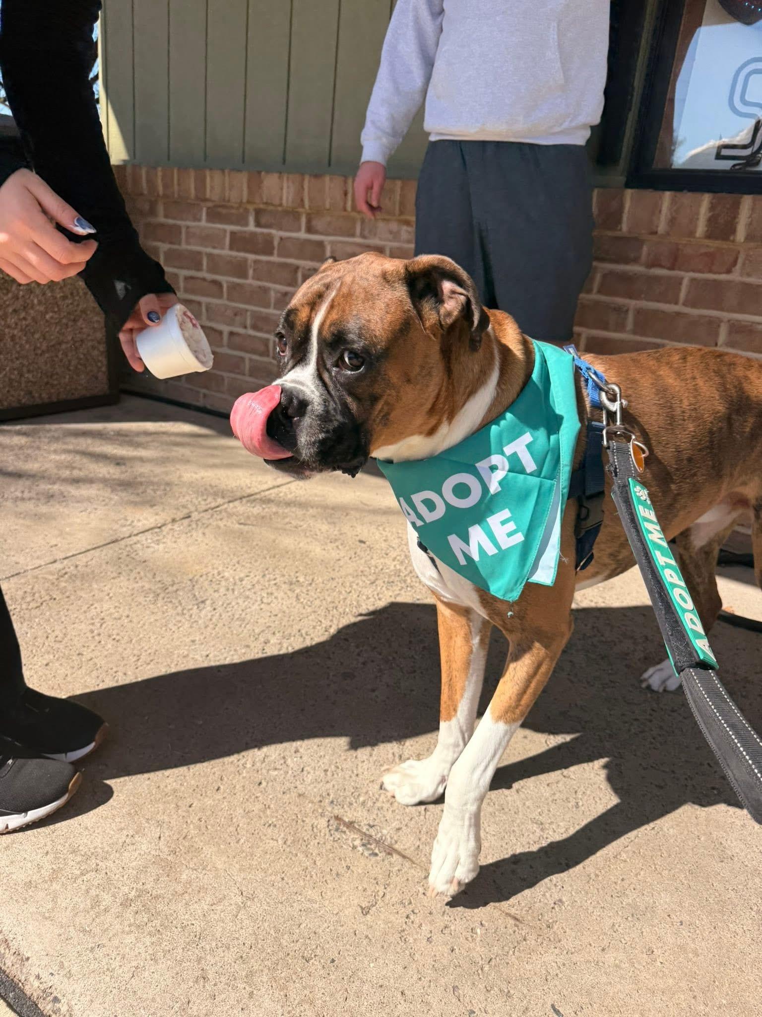Enlarge Bo, a Adoptable Boxer in Dillsburg, PA image 5/6