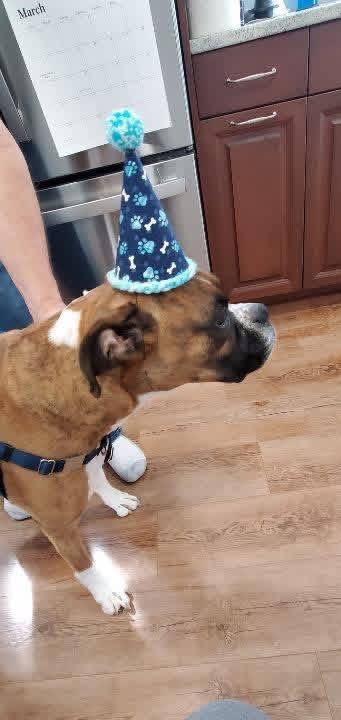 Enlarge Bo, a Adoptable Boxer in Dillsburg, PA image 6/6