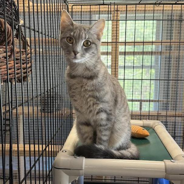 Butchie, a Adoptable Domestic Short Hair in Wappingers Falls, NY image 1/4