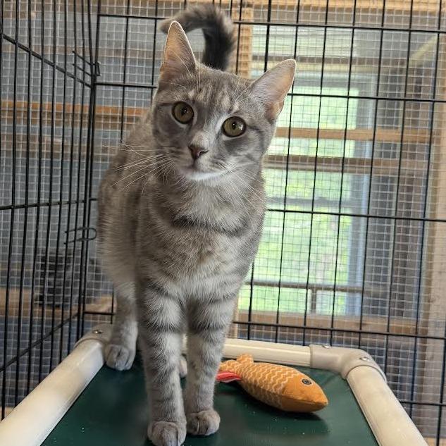 Butchie, a Adoptable Domestic Short Hair in Wappingers Falls, NY image 2/4