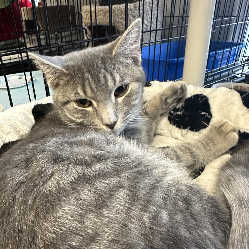 Butchie, Adoptable, Young Male Domestic Short Hair.