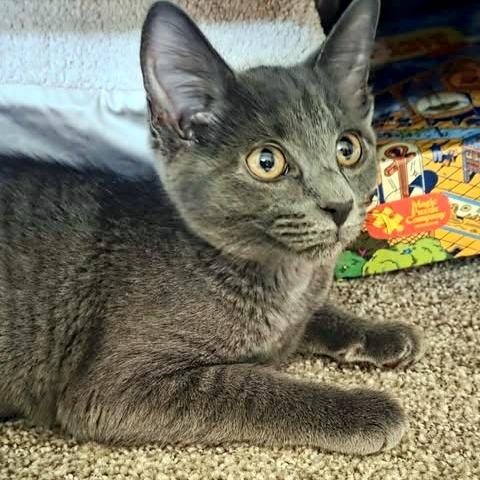 Penny, a Adoptable Domestic Short Hair in FAIRWAY, KS image 1/3
