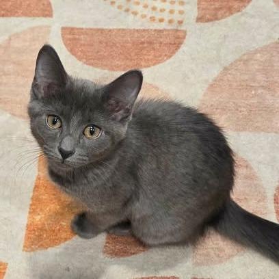 Penny, a Adoptable Domestic Short Hair in FAIRWAY, KS image 2/3