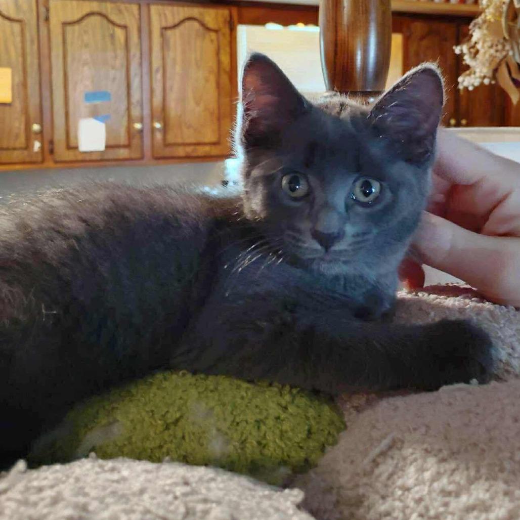 Penny, a Adoptable Domestic Short Hair in FAIRWAY, KS image 3/3