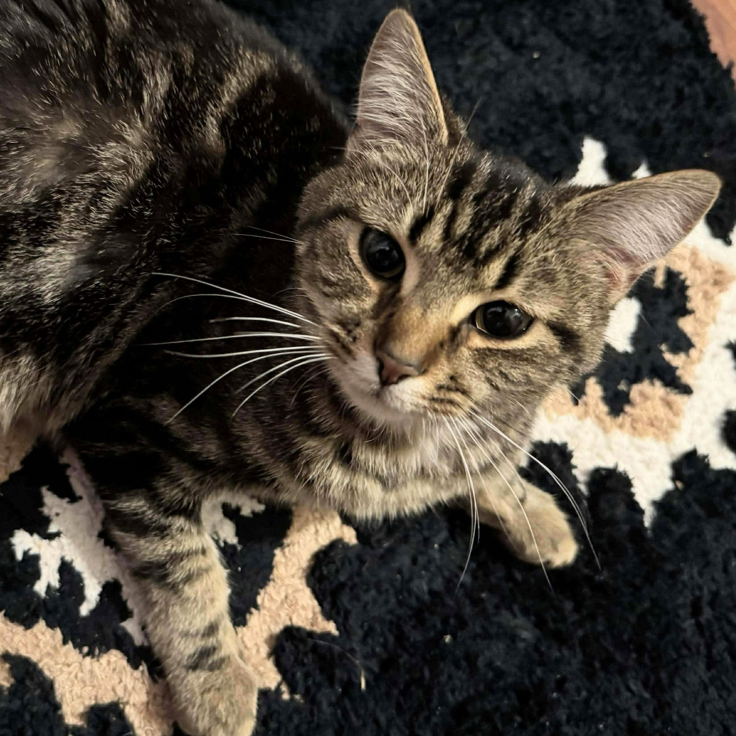 Cayenne (Cai), ADOPTABLE, Young Female Tabby.