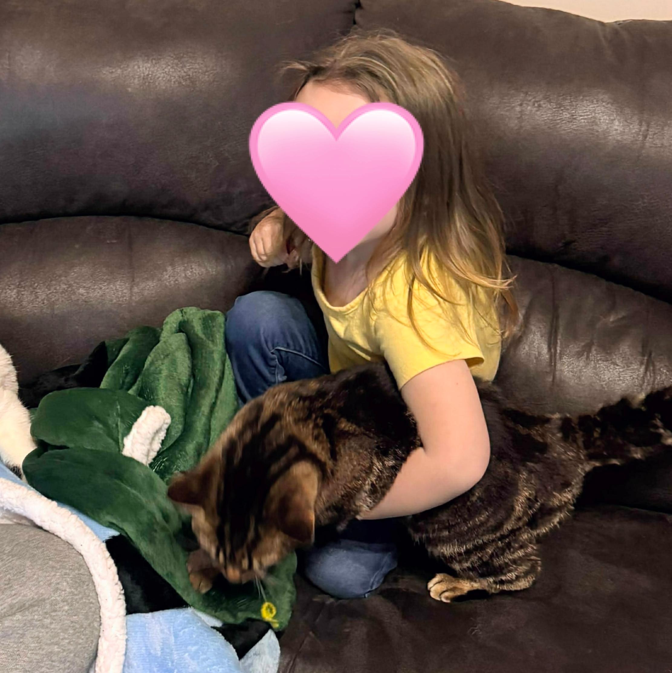 Cayenne (Cai), a ADOPTABLE Tabby in Fairborn, OH image 3/6