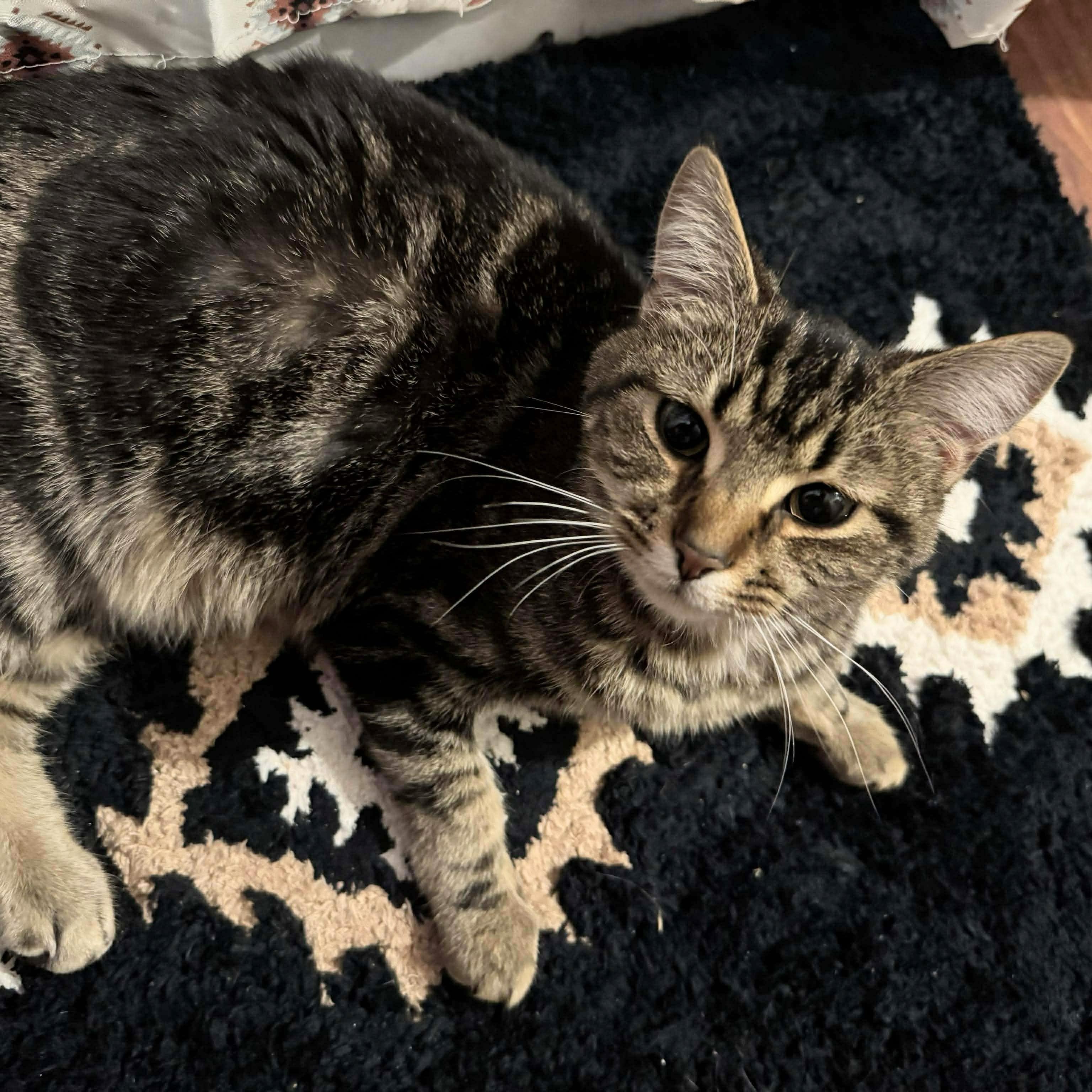 Cayenne (Cai), a ADOPTABLE Tabby in Fairborn, OH image 6/6