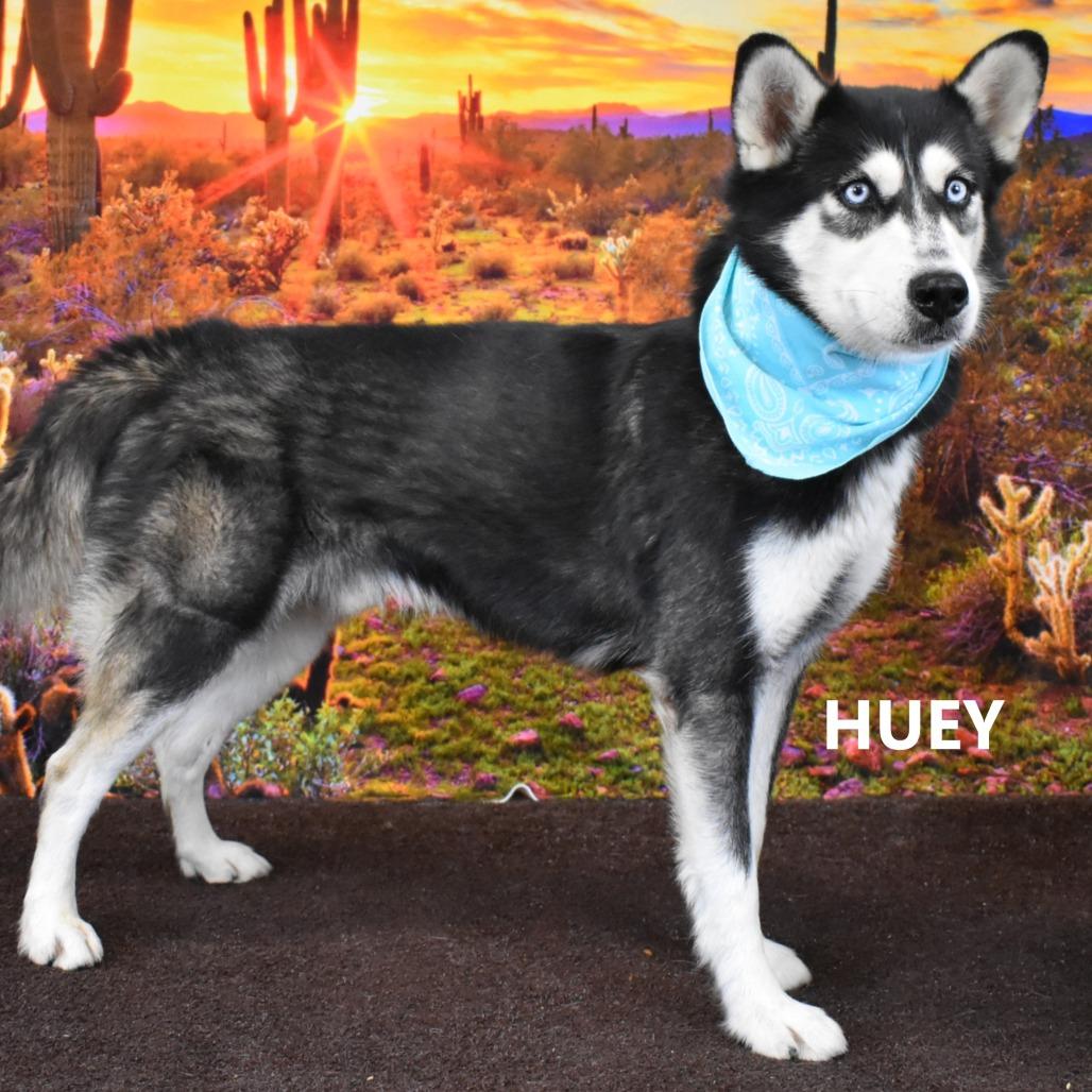 huey, Adoptable, Adult Male Husky.