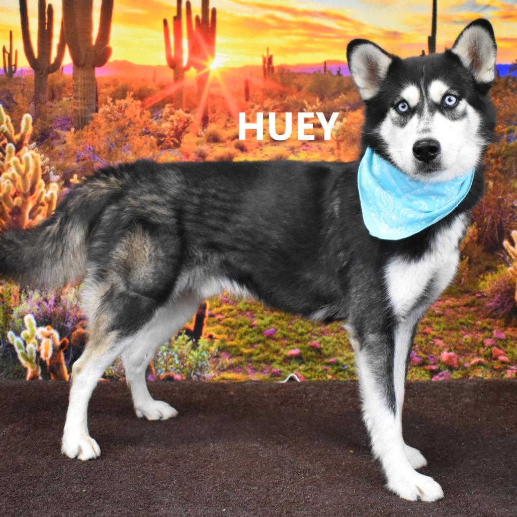 Enlarge huey, a Adoptable Husky in Yuma, AZ image 2/2