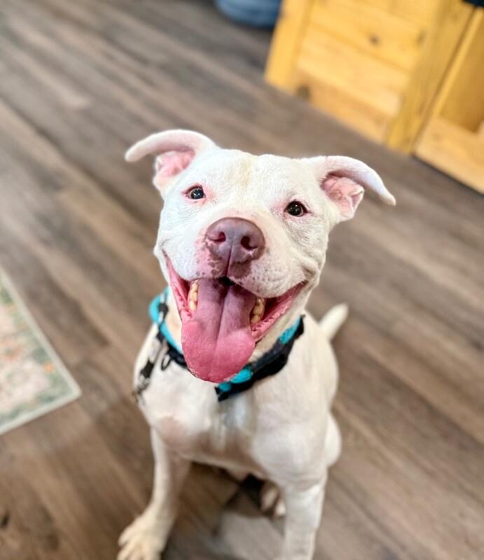 Enlarge Nate Smiles the Sunshine Pup, a Adoptable mixed breed in Friendswood, TX image 1/6