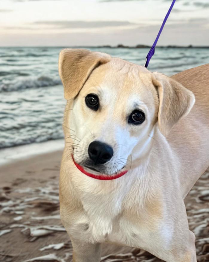 Goose , ADOPTABLE, Young Male Labrador Retriever.
