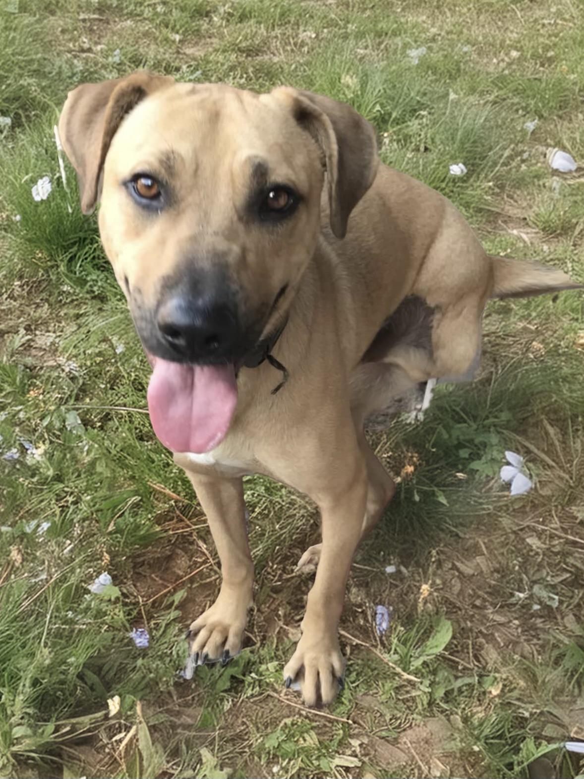 Enlarge Georgie, a Adoptable mixed breed in Oceanside, CA image 1/1