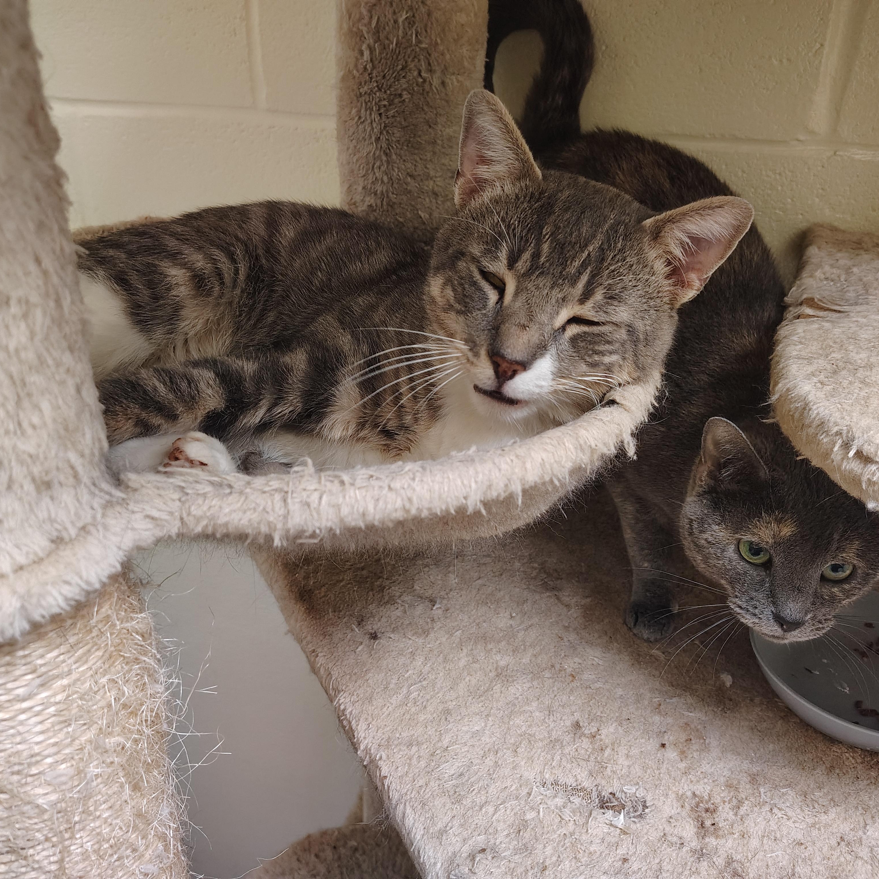 Enlarge Henry, a Adoptable Domestic Short Hair in Englewood, NJ image 3/3