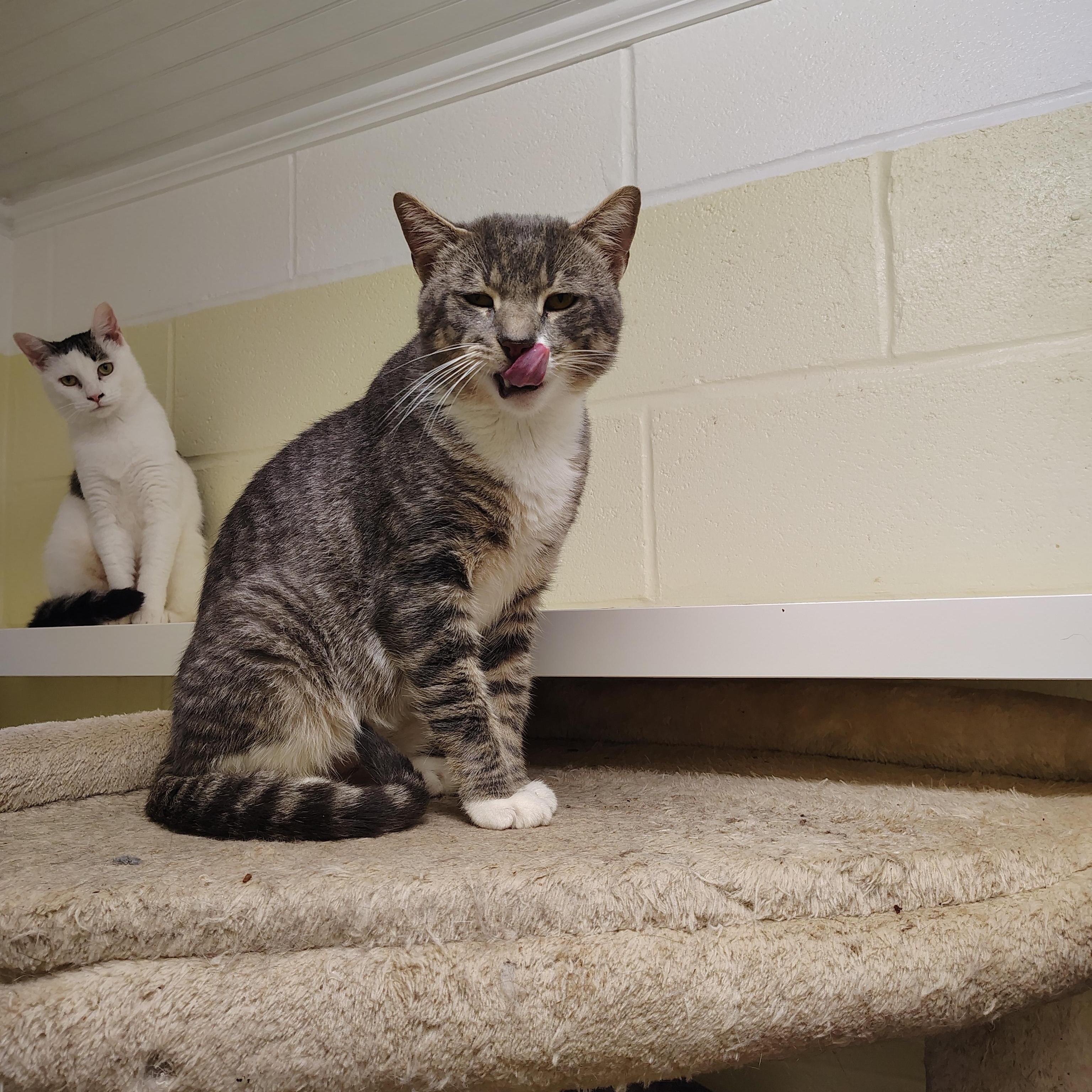 Enlarge Henry, a Adoptable Domestic Short Hair in Englewood, NJ image 2/3