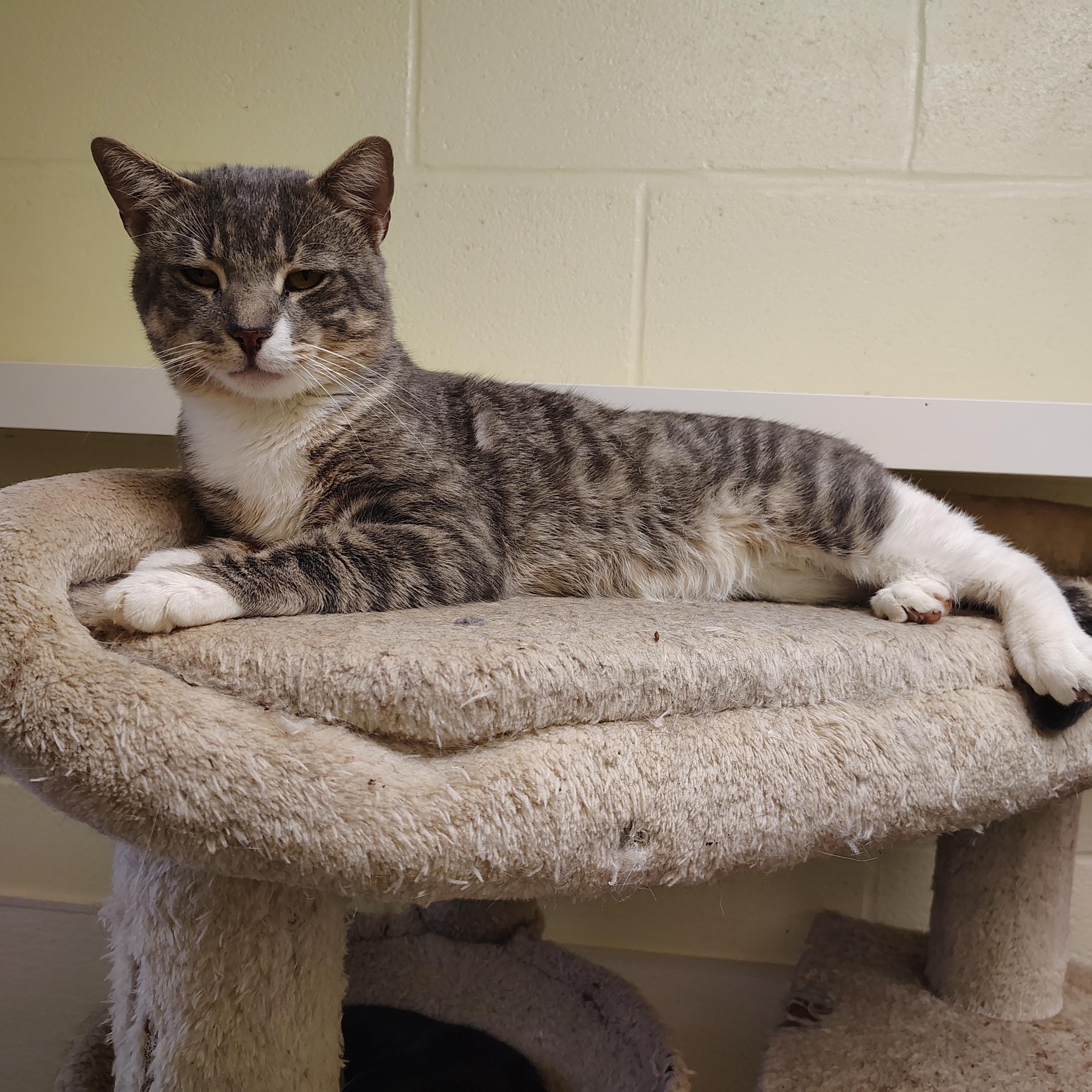 Henry, Adoptable, Young Male Domestic Short Hair.