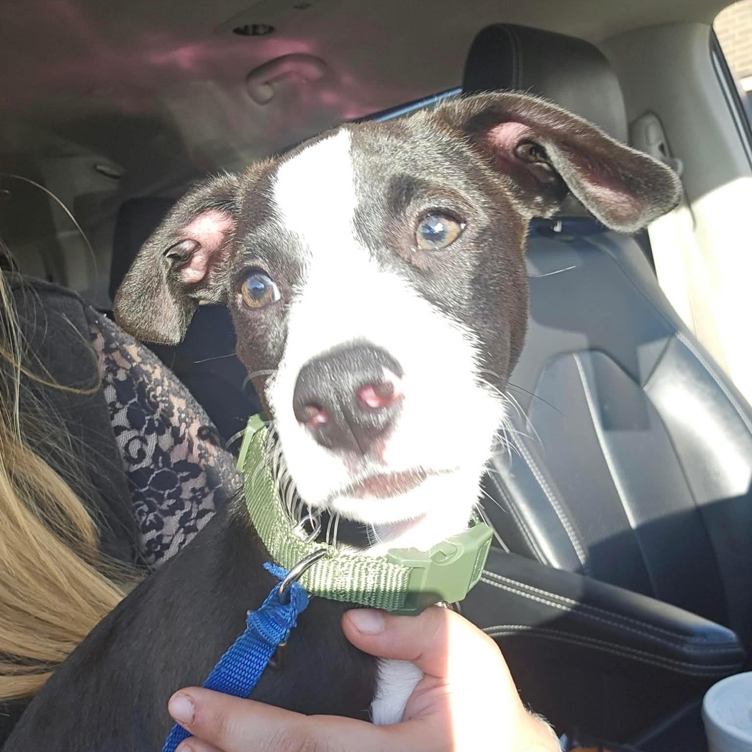 Duke, Adoptable, Puppy Male Border Collie.