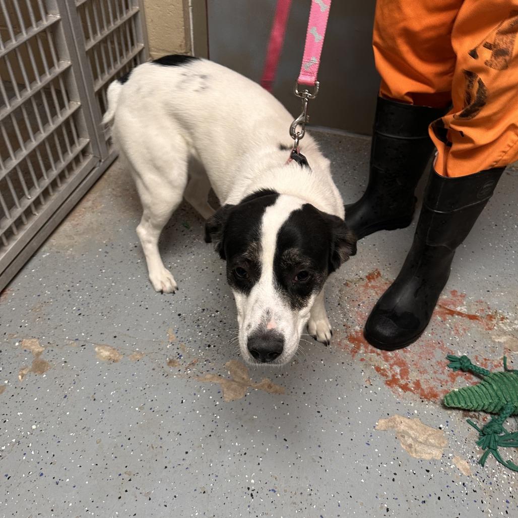 (COD) Bella, Adoptable, Young Female Labrador Retriever.