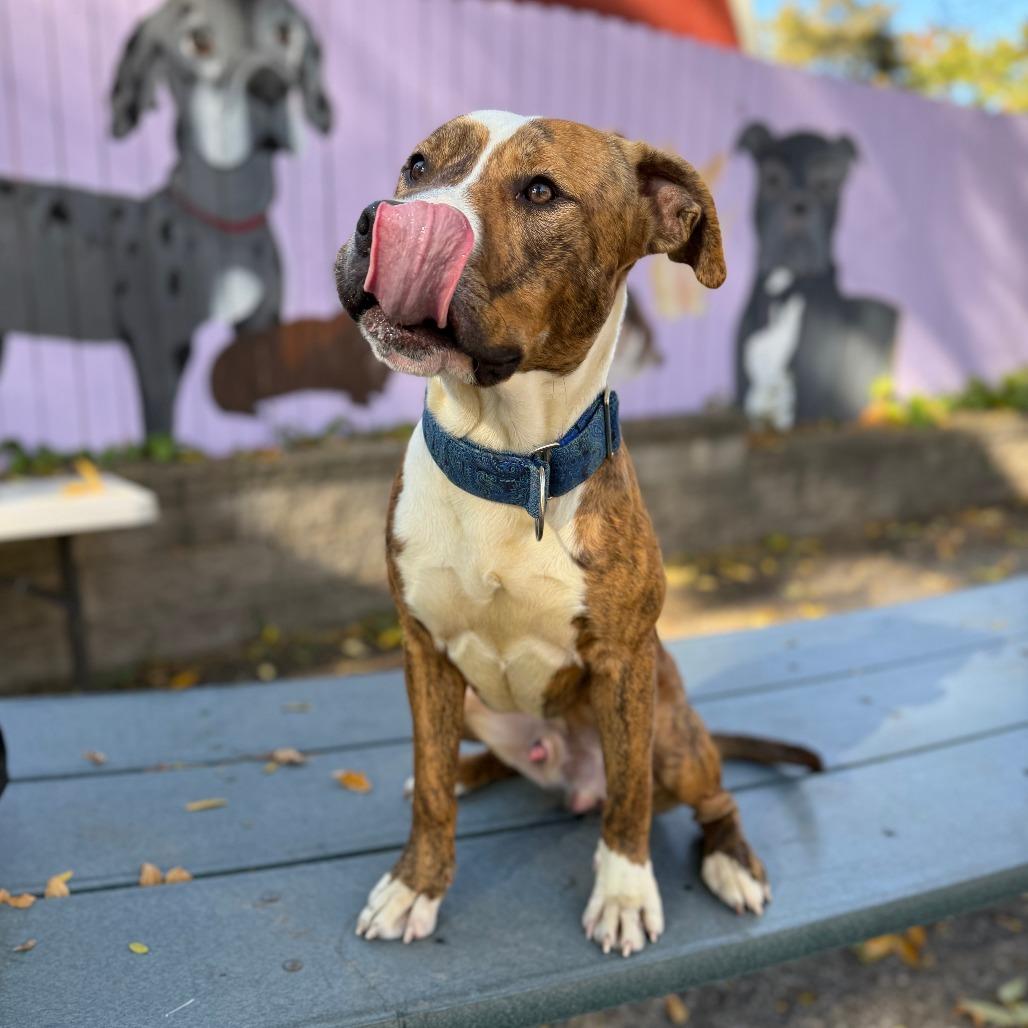 Beckham, Adoptable, Adult Male Pit Bull Terrier & Mixed Breed.