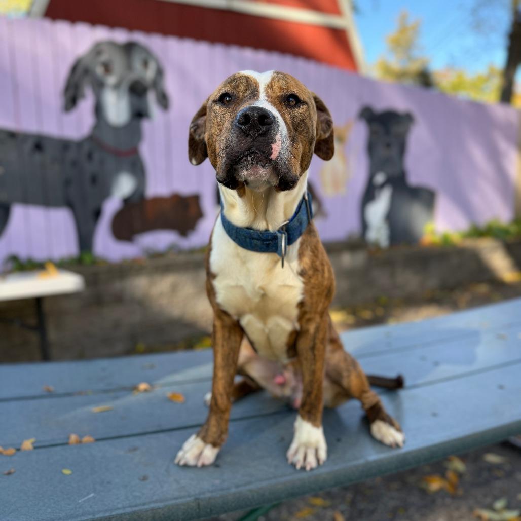 Beckham, a Adoptable mixed breed image 2/6