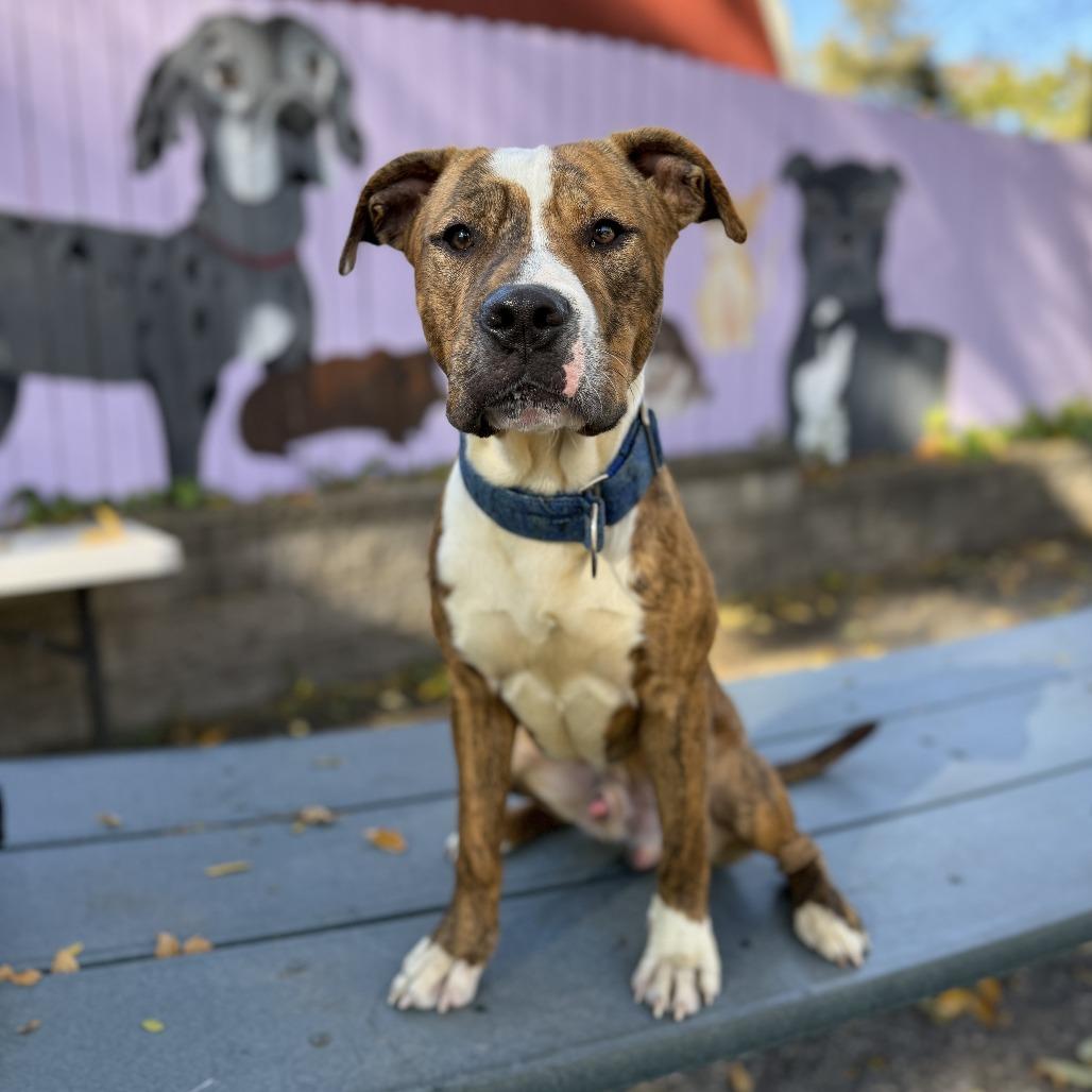 Beckham, a Adoptable mixed breed image 4/6