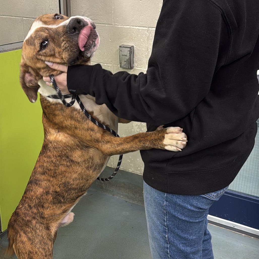 Beckham, a Adoptable mixed breed image 5/6