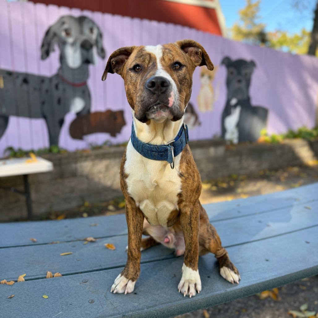 Beckham, a Adoptable mixed breed image 6/6