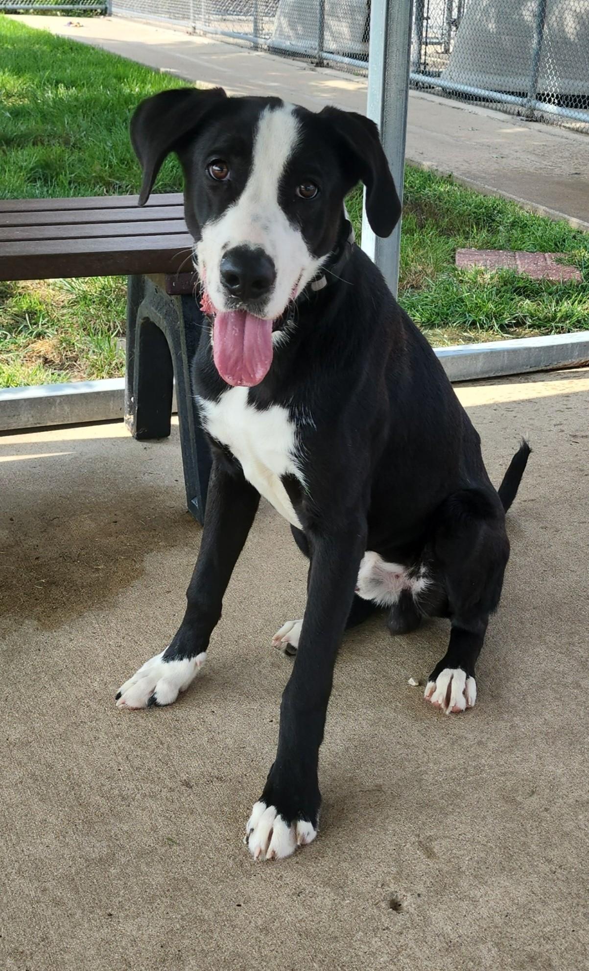 Enlarge Gus, a Adoptable mixed breed in Fairfield, IA image 1/2