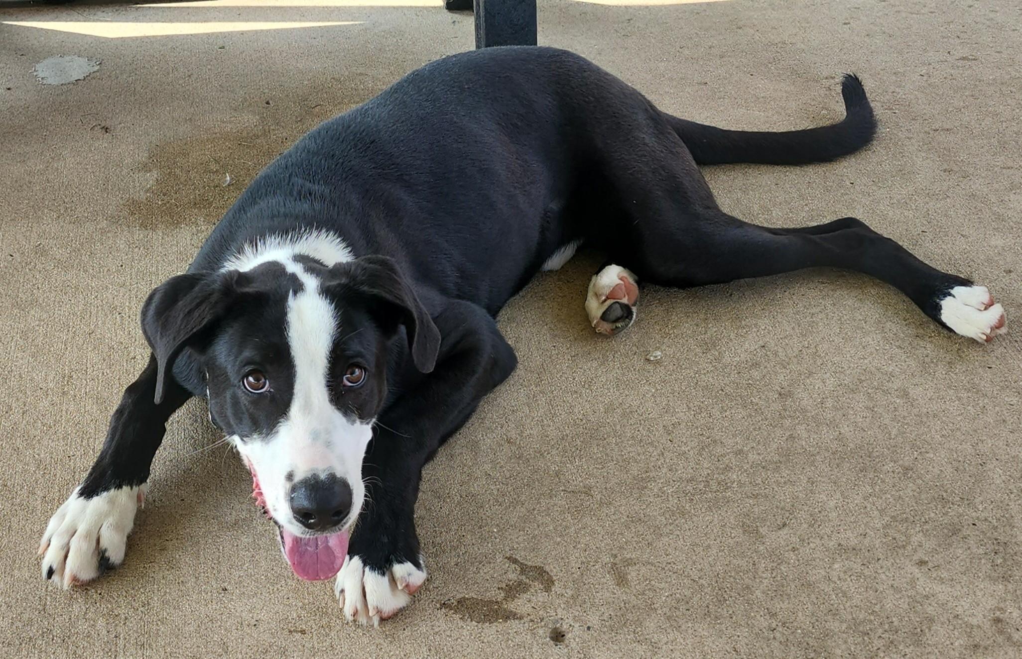 Enlarge Gus, a Adoptable mixed breed in Fairfield, IA image 2/2