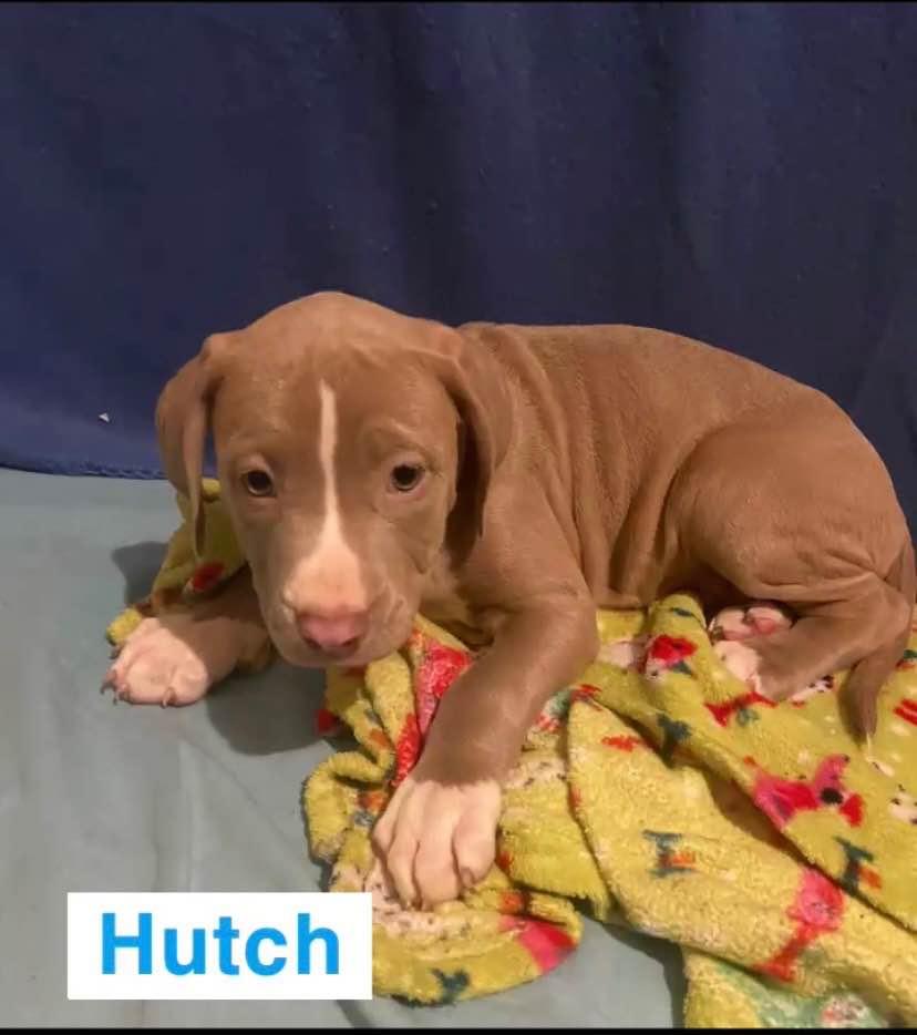 Hutch, Adopted, Puppy Male Pit Bull Terrier.