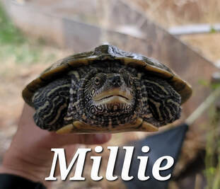 Millie